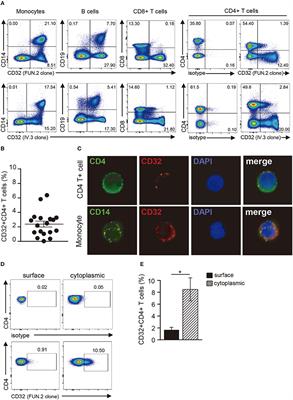 CD32 Ligation Promotes the Activation of CD4+ T Cells